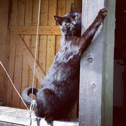 Котовторник 04.07.17