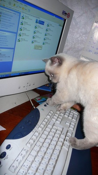 Коты и Кошки