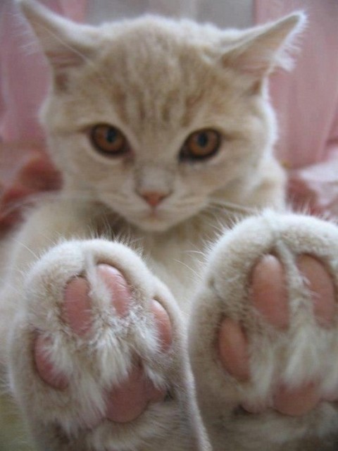 Коты и Кошки
