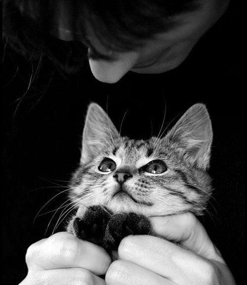 Коты и Кошки