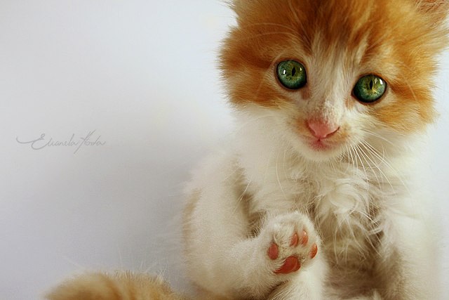 Коты и Кошки