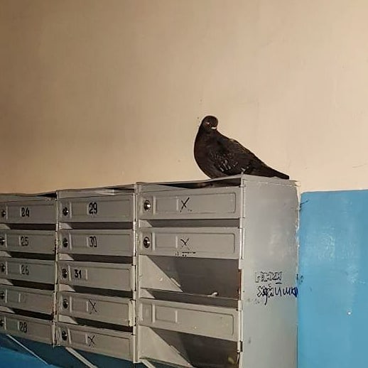 Живность из сети