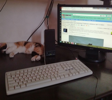 Коты и кошки знают толк в веселье! Подборка забавных фот и гифок