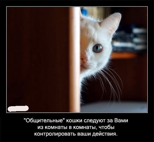 Интересные факты о кошках в картинках, 90 штук