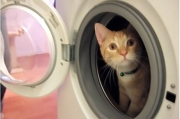 Котейкин вторник! Космический 12.04!