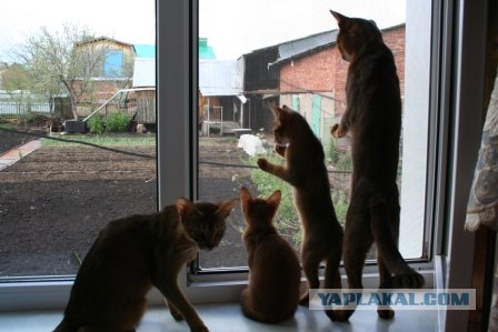 Котовторник в "КотоГетто"