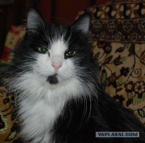 Котовторник 06.12.2011