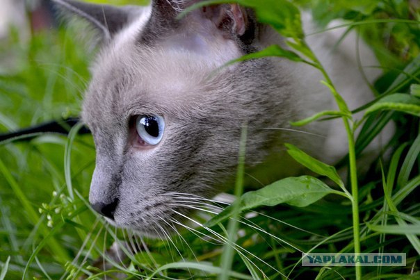 Котовторник 24.04.2012