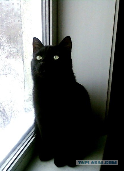 Котовторник (15.05.2012)