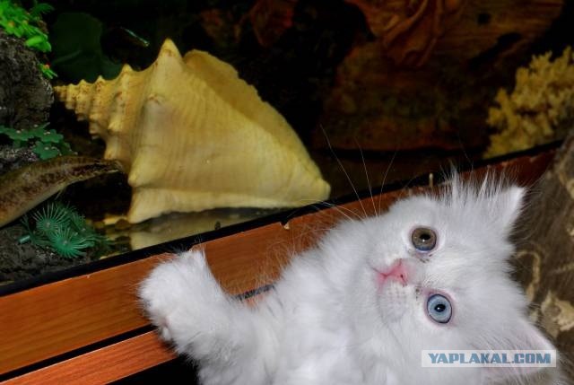 Котовторник 03 07 2012
