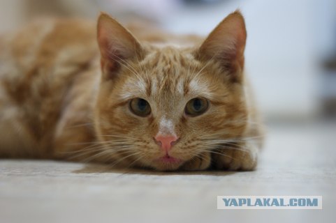 Мегакоты или как выглядит домашняя рысь
