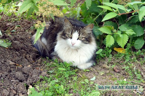 Котонянька и котовторник