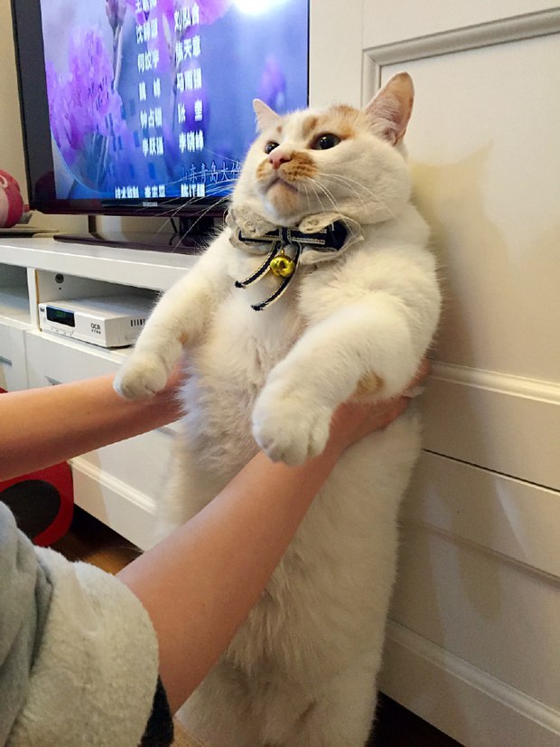 Прикольных котов пост
