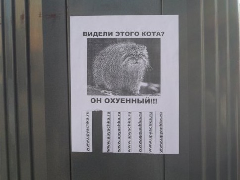 Котовторник 23.07.2019.