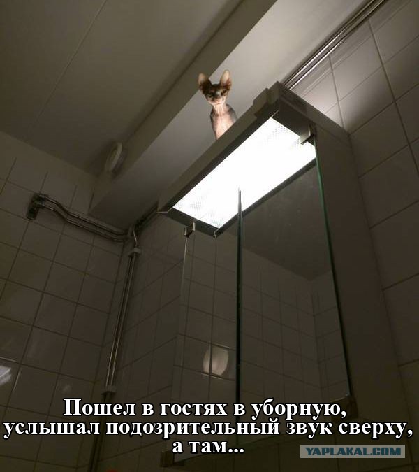 Немного картинок из этих ваших интернетов!