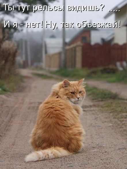 Самый наглый на районе...