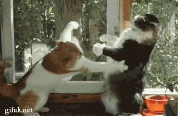 Бой не удался