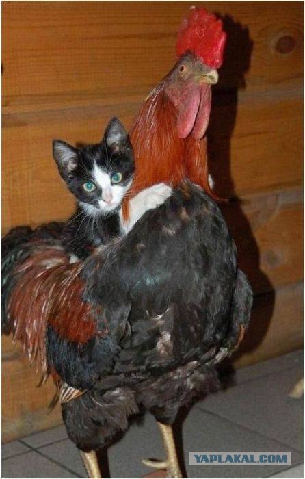 Промашка кота