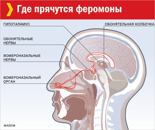 Пандемия. Коронавирус. Россия и мир. Последняя информация. Часть 21