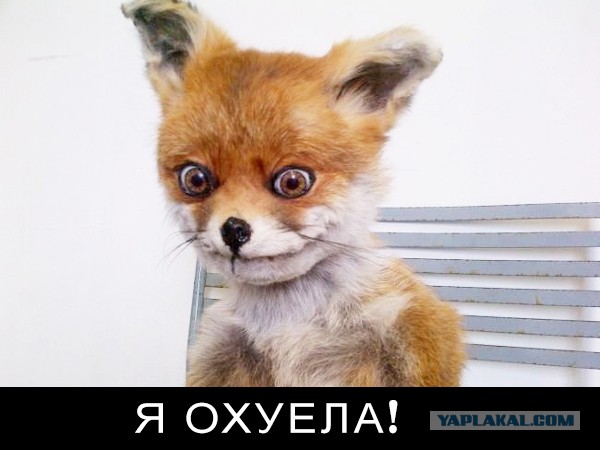 Рунет узнал о существовании выхухоля Хохули — маскота экологии Калужской области. И заодно помог ему сохранить должность