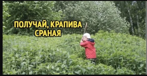 Крапива под микроскопом