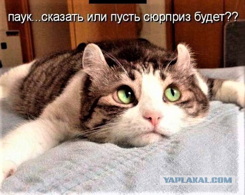 Котоюмор на ЯП. Веселые кото-картинки!