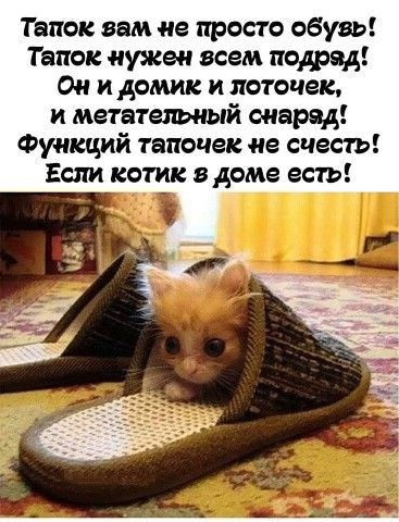 Жизнь домашнего приюта "Котоленд" 419