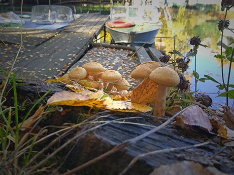 Эффектные фотографии грибов: победителей премии "Садовый фотограф года"