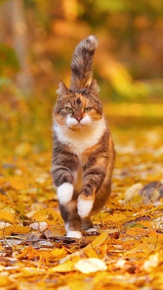 Осенний кот