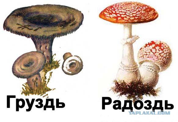 Какие грибы предпочитаете?