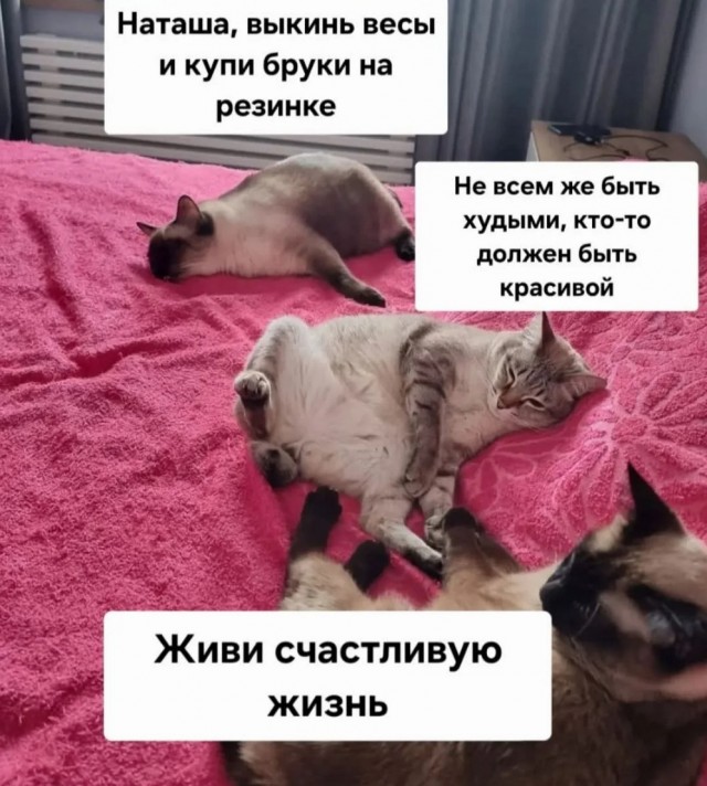 К котовторнику: подборка картинок-баянов с котиками и про котиков. Выпуск 24.