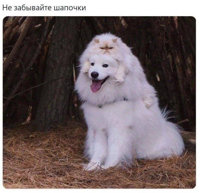 К котовторнику: подборка картинок-баянов с котиками и про котиков. Выпуск 27.