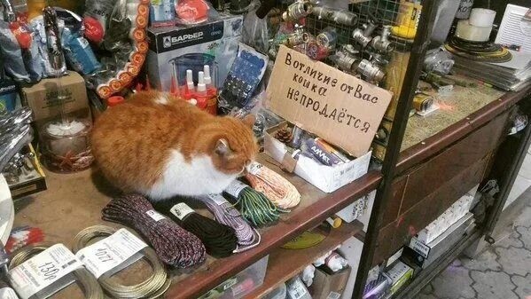 Рыбов продаёте?