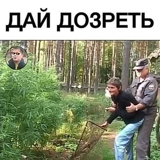 Огромные конопляные кусты растут прямо напротив наркодиспансера в Оренбургской области