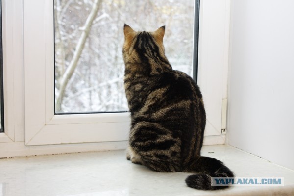 Котовторник  10.12.2013