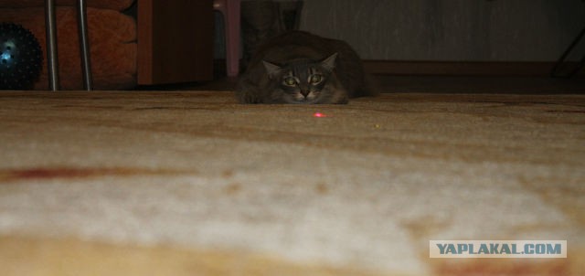 Котовторник   31.12.  2013