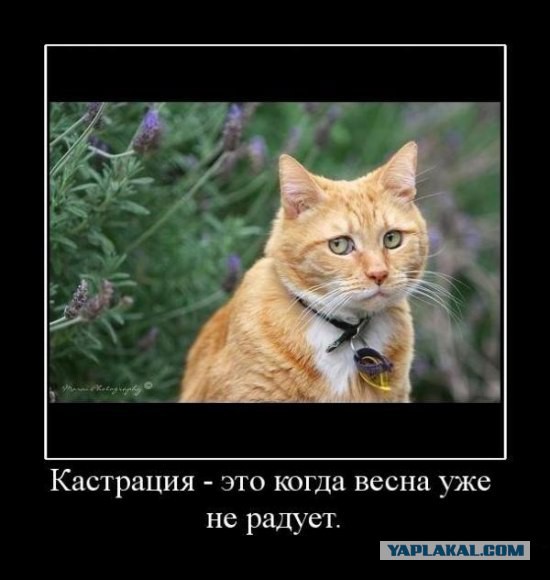 Демотиваторы.