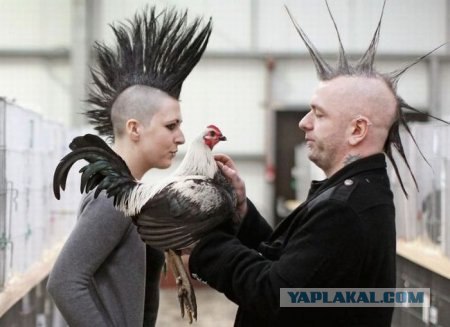 Панки ХОЙ!