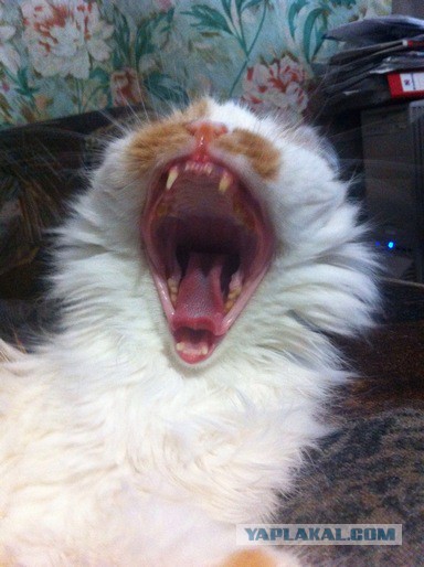 А у тебя есть фото твоей зевающей котейки ?