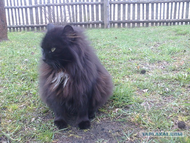 Котовторник 09.09.2014