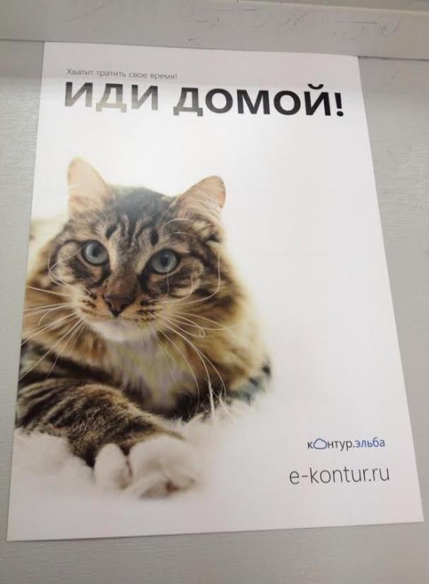 Кот попросил себя сфотографировать для Яп
