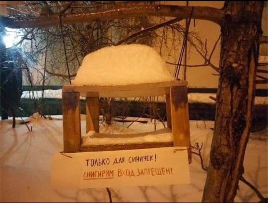 Хотели покормить синичек