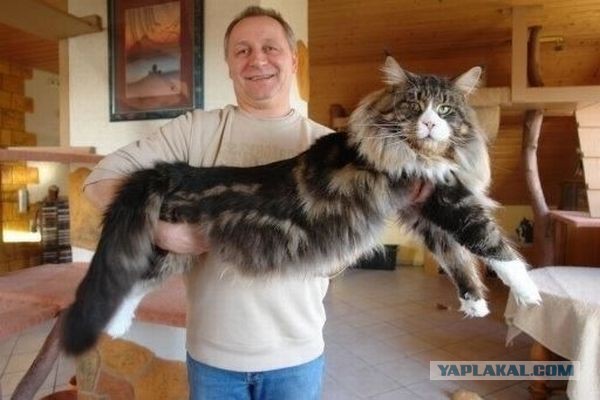 Котята мейн куны.
