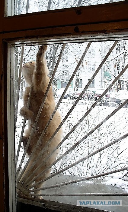 Котовторник