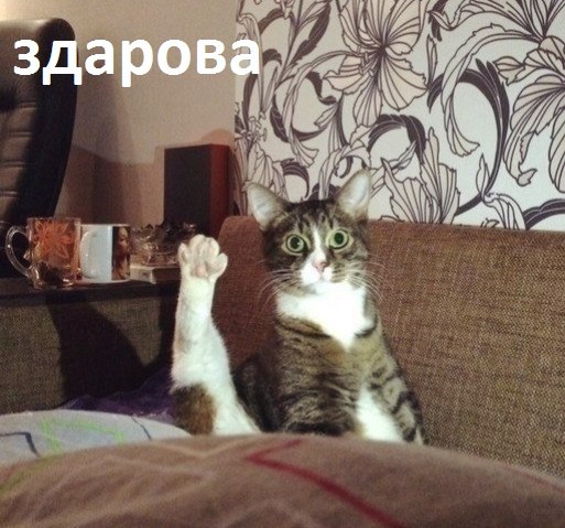Прикольные коты