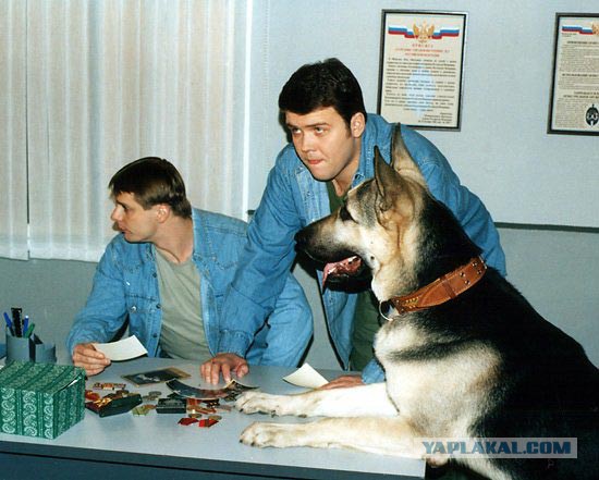 Измена кошатника