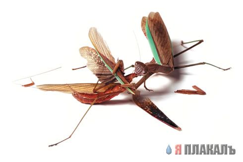 НАСЕКОМЫЕ. Мухи, бабочки, мотыльки, моль, и все летающие твари, пауки