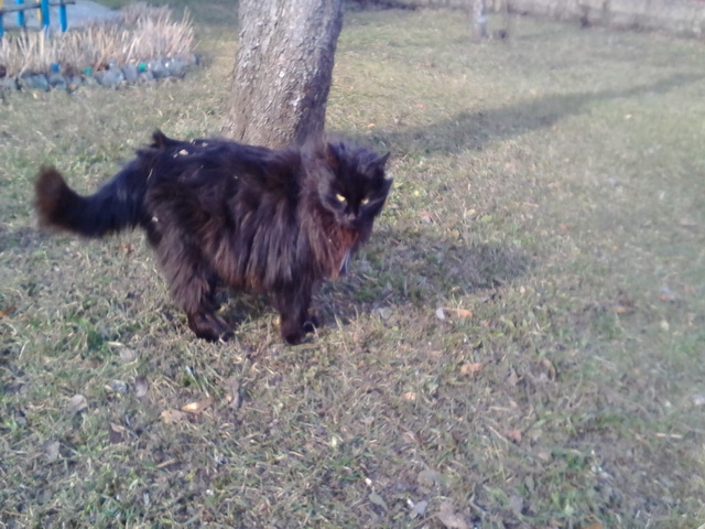 Котовторник  10.05.2016
