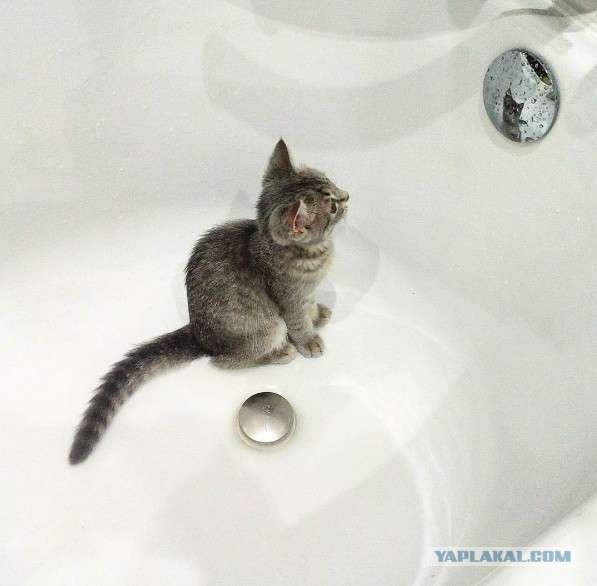 Ваши фотки котов на телефон