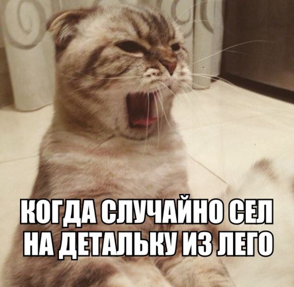 Коты из сети